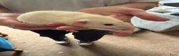 Rat rodents for sale: Rats for sale - Advert 5