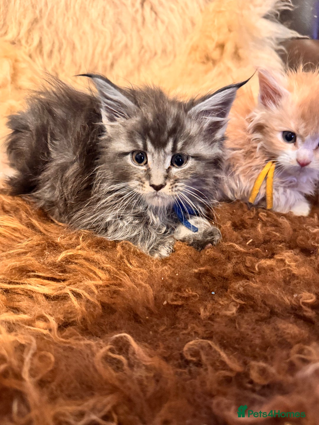 Maine Coon cats for sale:  TICA Registered Maine Coon Kittens- ready now  - Advert 5