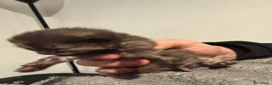 Domestic Shorthair Kitten 4