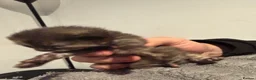 Domestic Shorthair cats for sale: Cailco kittens - Advert 2