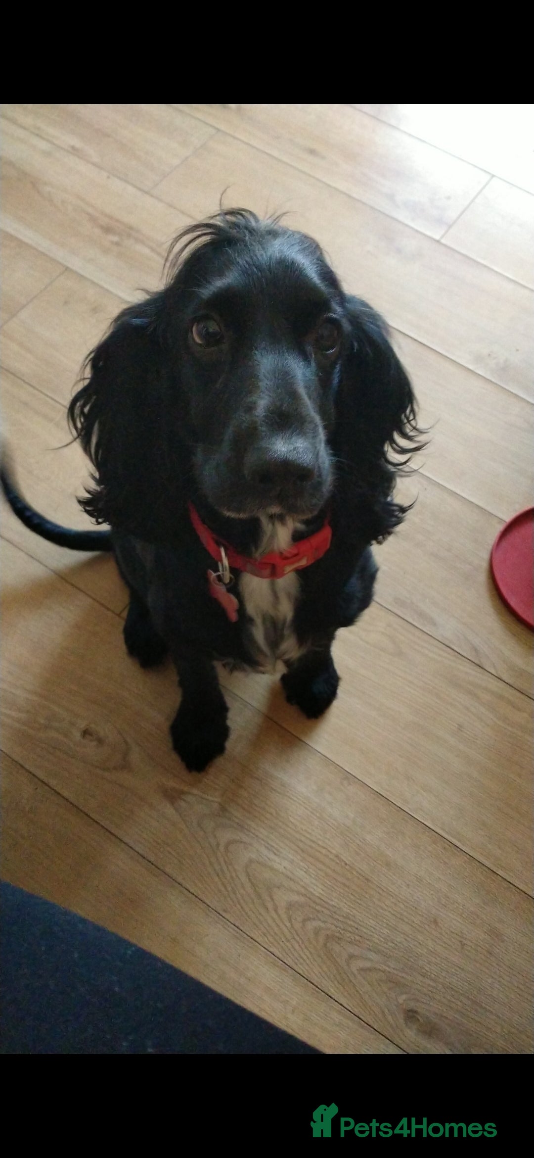 Cockerdor dogs for sale: Beautiful Female Cockador Puppy - Advert 3