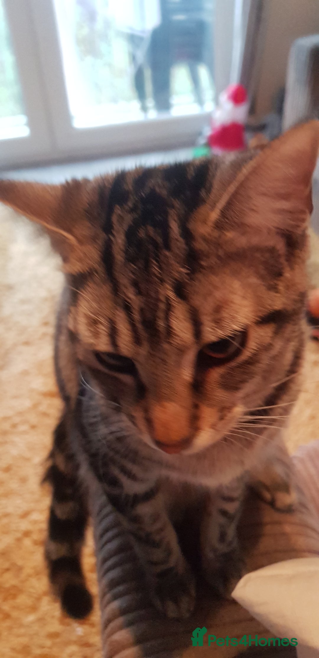 Mixed Breed cats for sale: 2 cats for adoption  - Advert 2