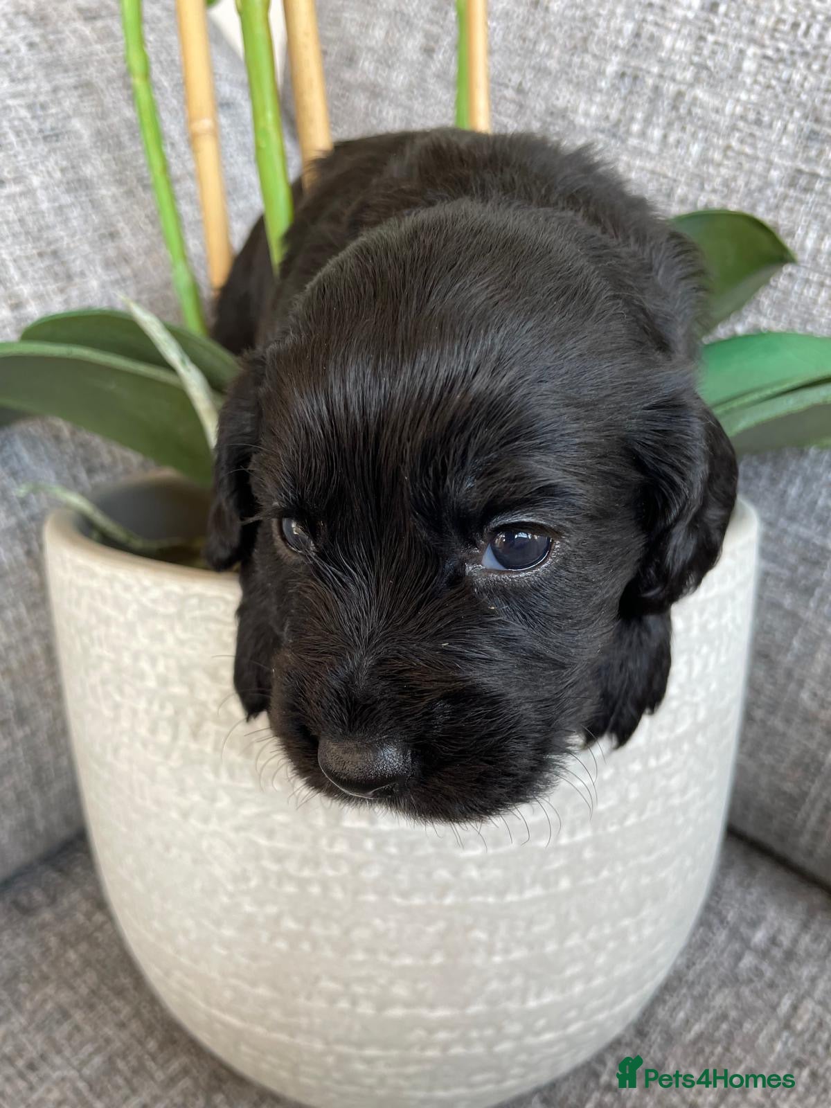Cocker Spaniel dogs KC Registered Cocker Spaniel Puppies - Advert 2