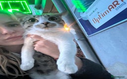 Mixed Breed cats for adoption: Nemo is looking for a home! - Image 4