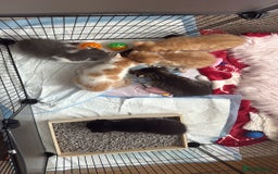 Scottish Fold cats for sale: Scottish fold mix with tabby .  - Image 25