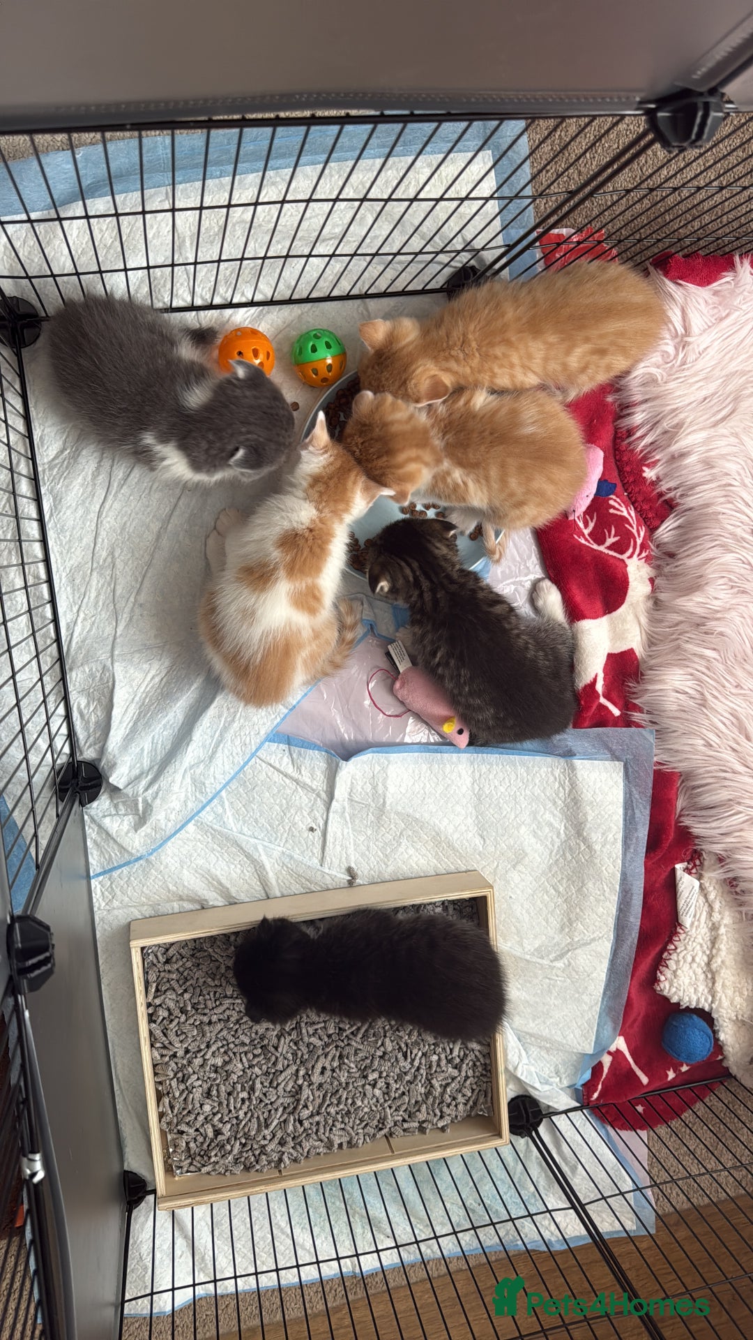 Scottish Fold cats for sale: Scottish fold mix with tabby .  - Image 25
