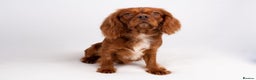 Cavalier King Charles Spaniel dogs for stud: KC REG EXTENSIVELY HEALTH TESTED CHOC RUBY STUD  in Hoddesdon - Advert 6