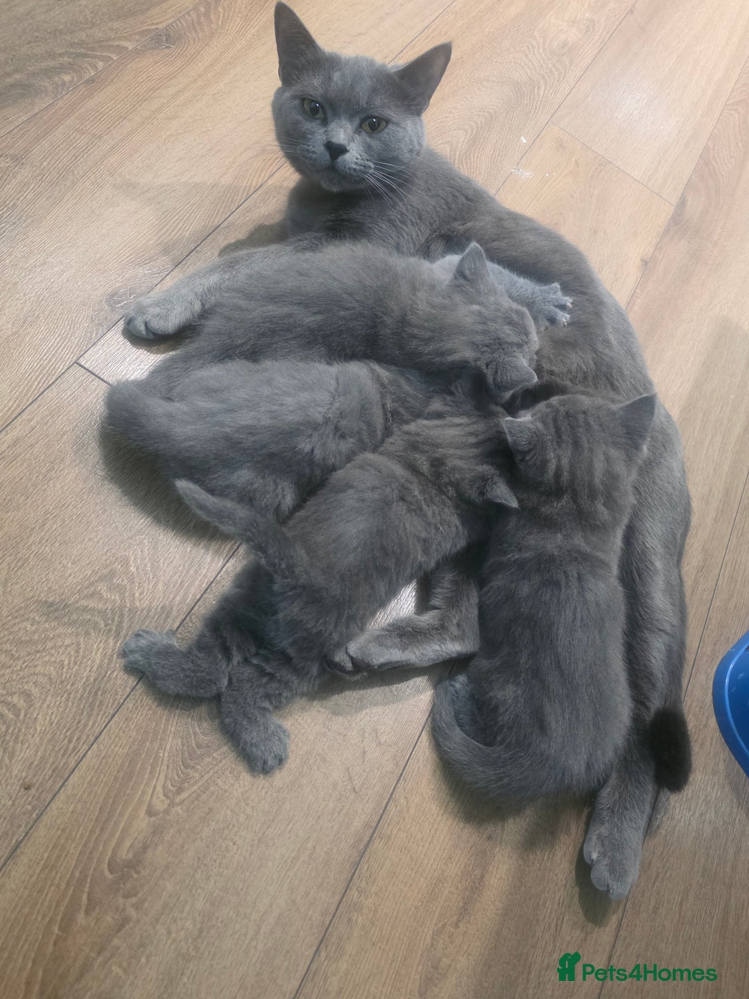 British Shorthair cats for sale: Wonderful british shorthair kitten - Advert 3