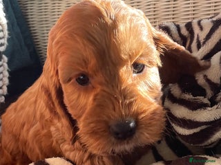 Cockapoo dogs F1 MINIATURE COCKAPOO PUPPIES DNA HEALTH TESTED - Advert 12