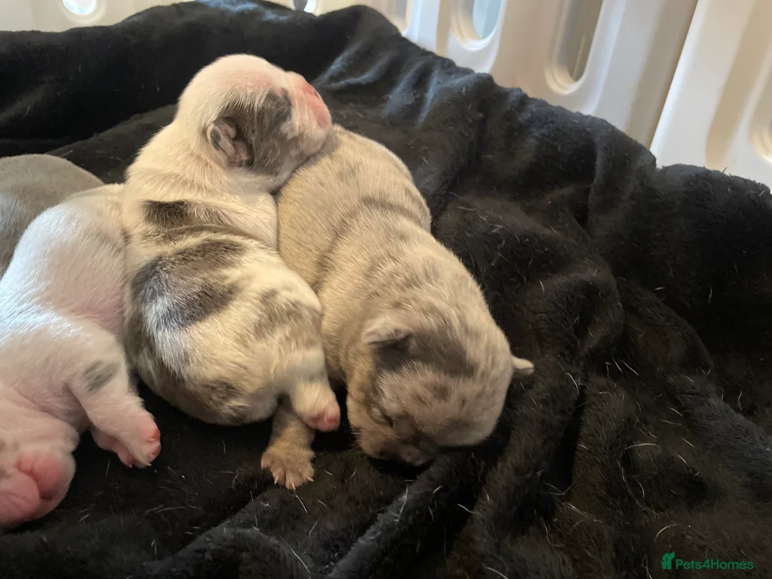 French Bulldog dogs for sale: Husky Fluffy Frenchies 🐶  - Advert 6