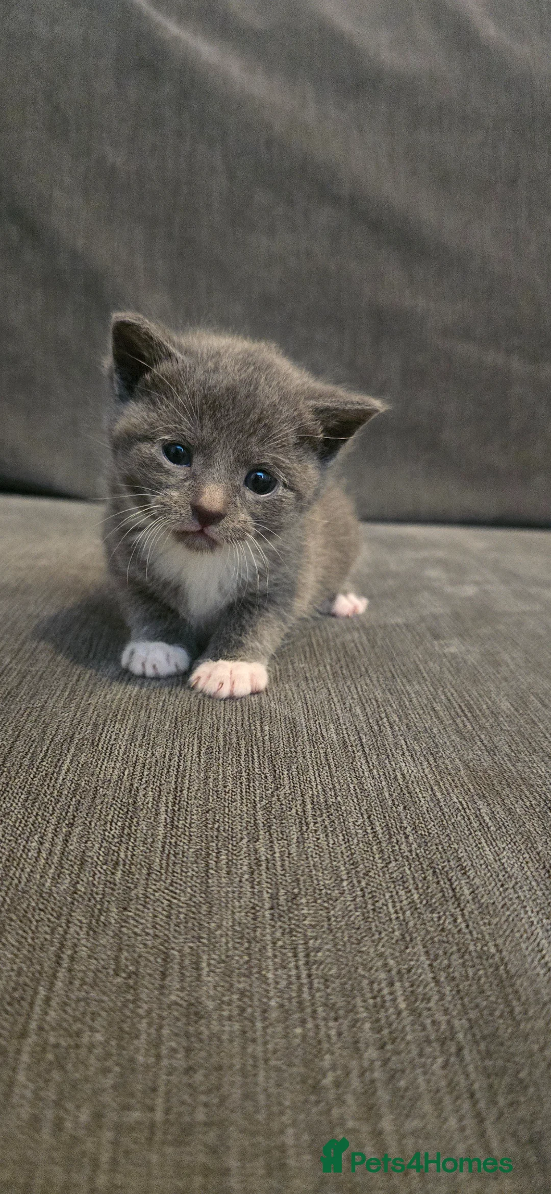 Mixed Breed cats for sale: 5 mixed kittens  - Advert 1