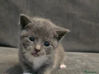 Mixed Breed cats 5 mixed kittens - Advert 4