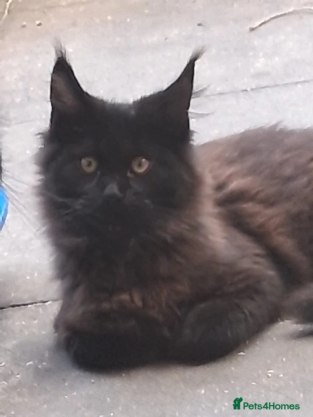 Maine Coon cats for sale: Maine coon pedigree active  - Advert 10
