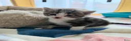 Domestic Shorthair cats for sale: 5 beautiful kittens ready for homes, from 21st Nov in Bridgwater - Advert 25