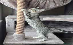 Bengal cats for sale: Bengal Kitten 2 - Outstanding Silver Rosetted Tica Bengal Kittens  - Image 19