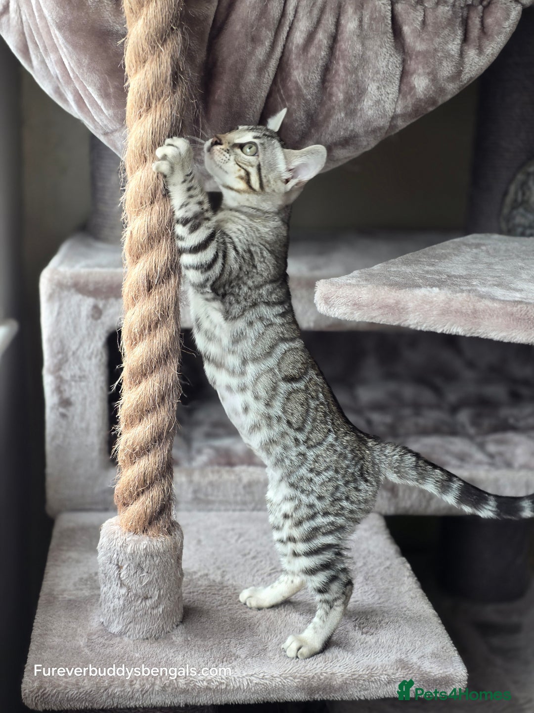 Bengal cats for sale: Bengal Kitten 2 - Outstanding Silver Rosetted Tica Bengal Kittens  - Image 19
