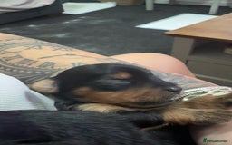 Yorkshire Terrier dogs for sale: Yorkshire Terrier Puppies  - Advert 34