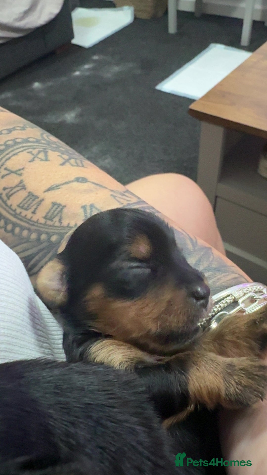 Yorkshire Terrier dogs for sale: Yorkshire Terrier Puppies  - Advert 34