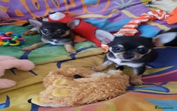 Chihuahua dogs for sale: Lovely chihuahua puppies! - Image 13