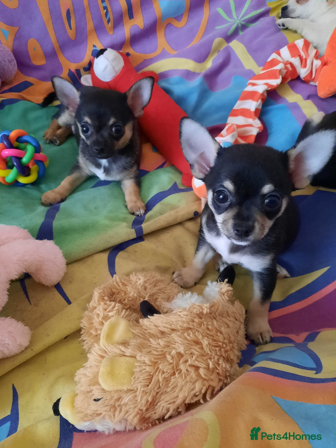 Chihuahua dogs for sale: Lovely chihuahua puppies! - Image 13