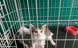 British Shorthair cats for sale: 2 female cats not neutered  - Image 3