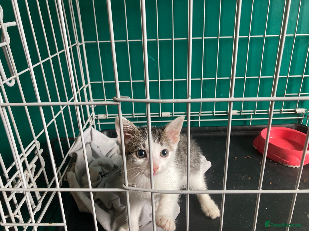 British Shorthair cats for sale: 2 female cats not neutered  - Image 3