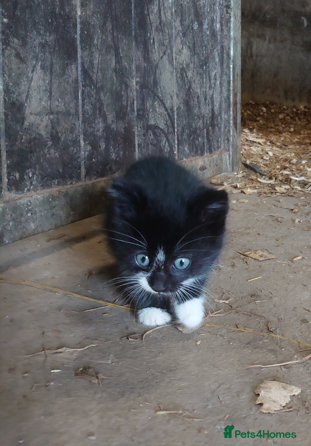 Mixed Breed cats for sale: Friendly farm kittens  - Advert 6