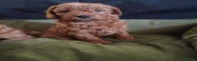 Cockapoo Girl