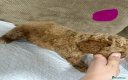 Cockapoo dogs for sale: Outstanding Cockapoos Puppies. 4 boys💙 2 girls 💗 - Image 11