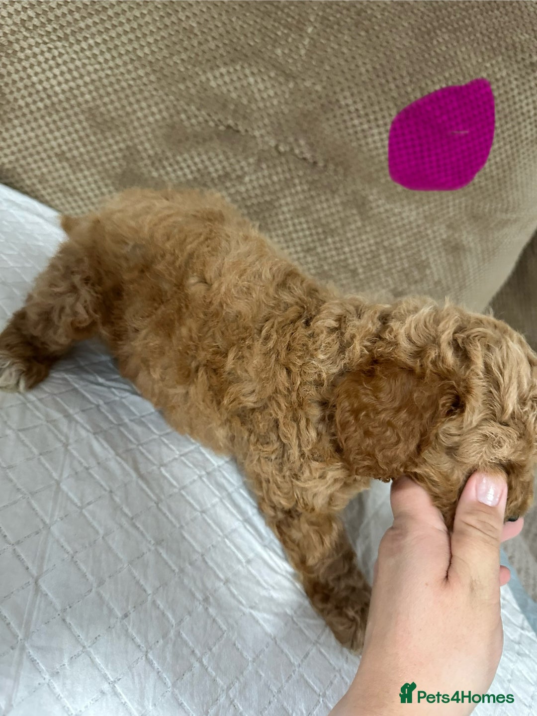 Cockapoo dogs for sale: Outstanding Cockapoos Puppies. 4 boys💙 2 girls 💗 - Image 11