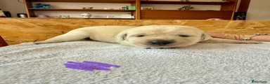Labrador Retriever Puppy 2