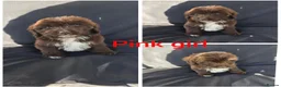 Aussiedoodle dogs for sale: READY NOW Aussiedoodle pups - Advert 3