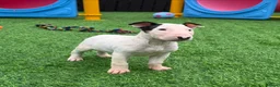English Bull Terrier dogs for sale: Stunning English bull terrier puppies for sale  - Advert 4