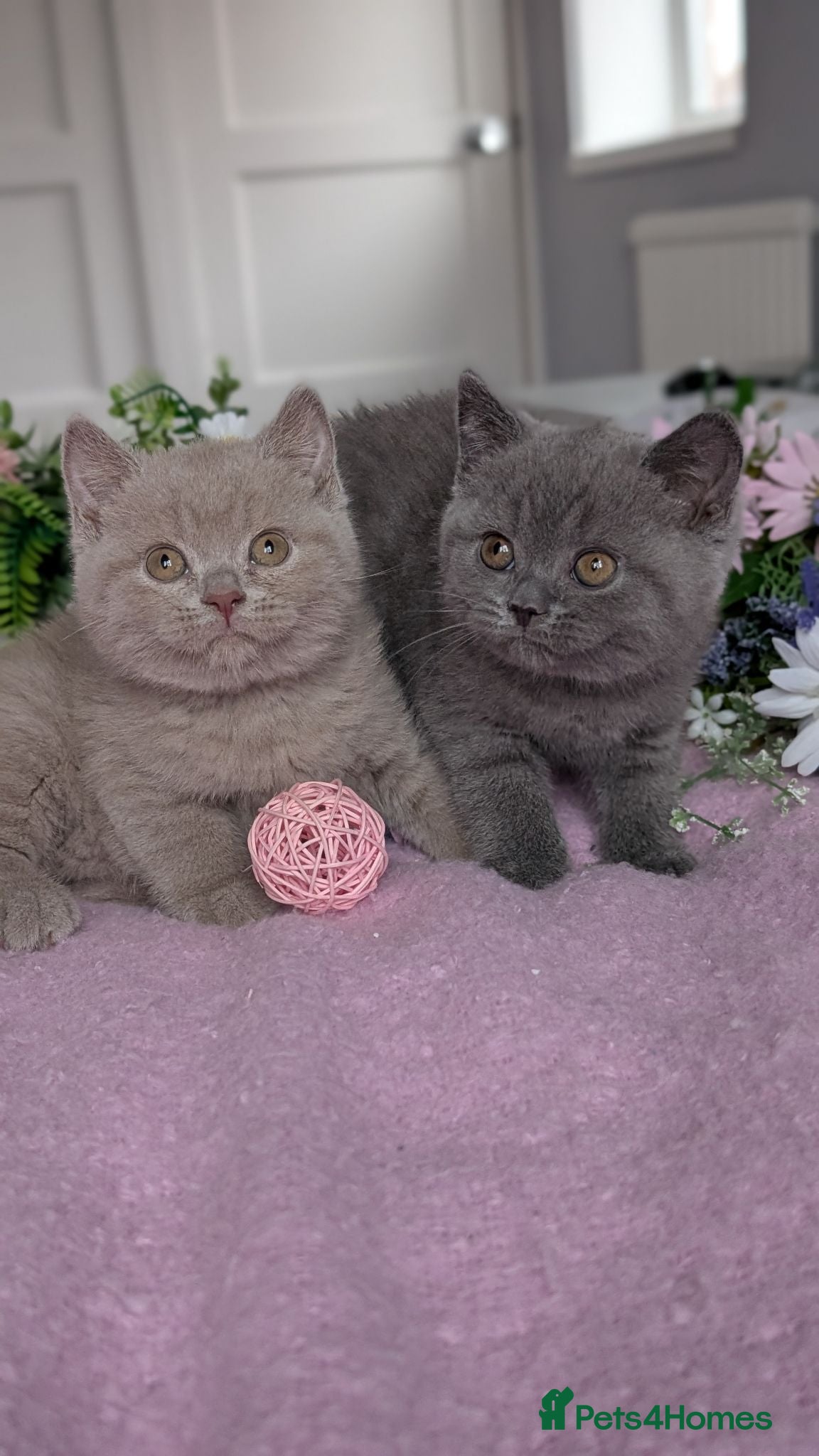 British Shorthair cats GCCF REGISTERED OUTSTANDING BRITISH SHORTHAIR  - Advert 2