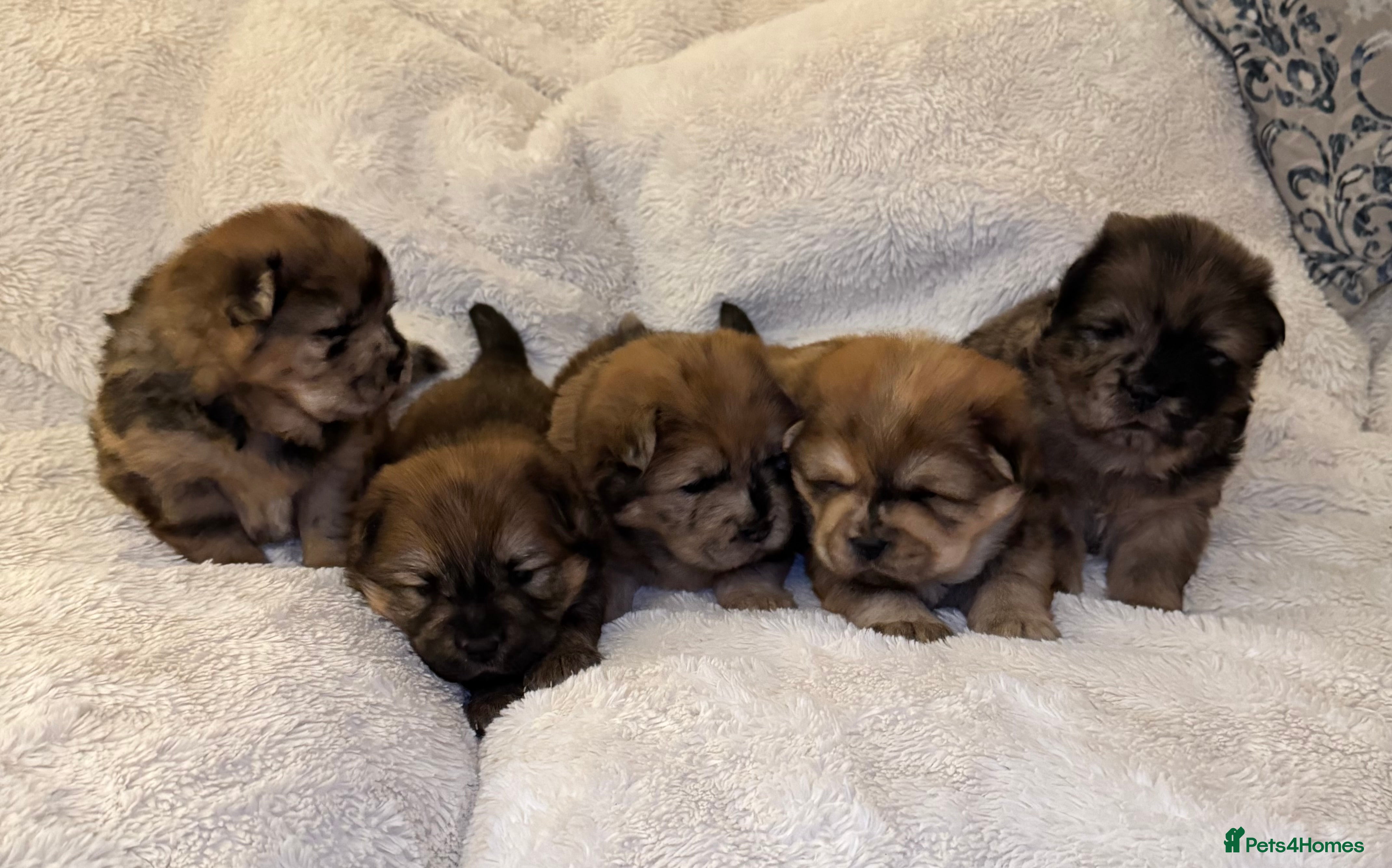 Chow Chow dogs 5 beautiful Chowchow puppies  - Advert 17