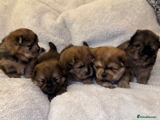 Chow Chow dogs 5 beautiful Chowchow puppies - Advert 13