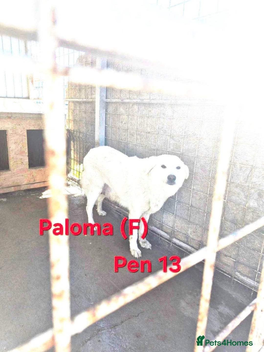 Mixed Breed dogs for adoption: Paloma - Norwich Norfolk  - Advert 6