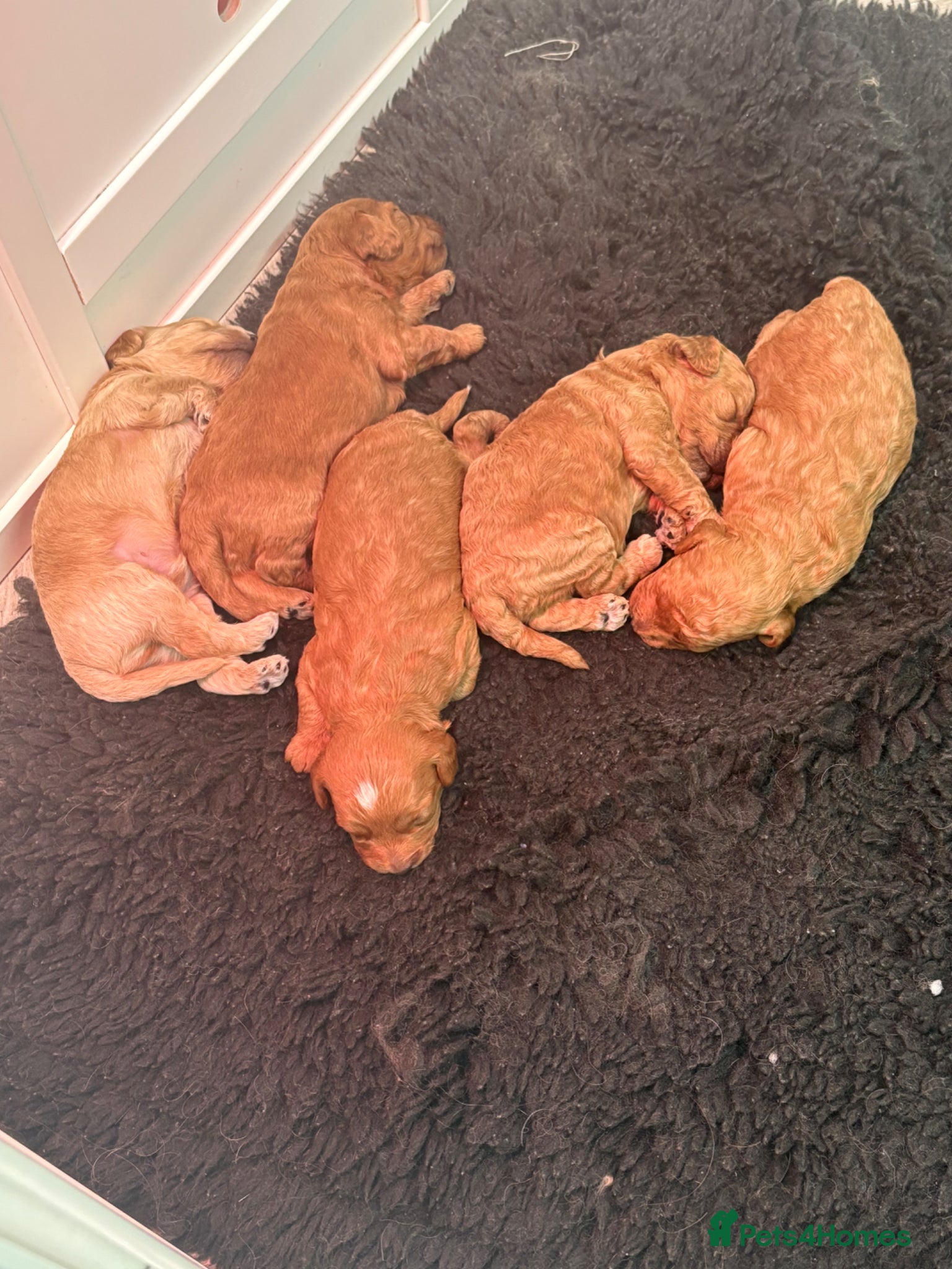 Cavapoo dogs extensively health tested toy Cavapoo Girl left   - Advert 8