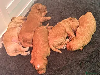 Cavapoo dogs extensively health tested toy Cavapoo Girl left - Advert 8