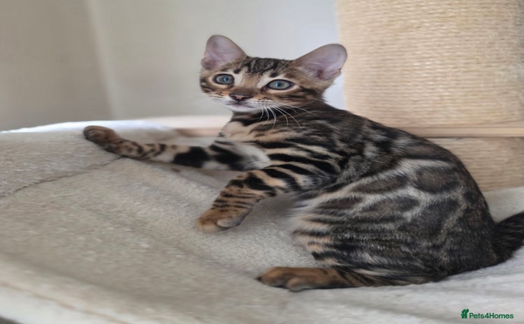 Bengal cats - Advert 3