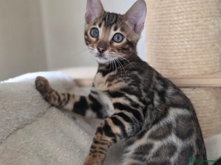 Bengal cats - Advert 5