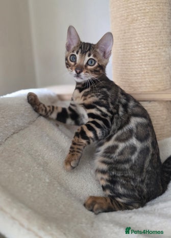 Bengal cats - Advert 1