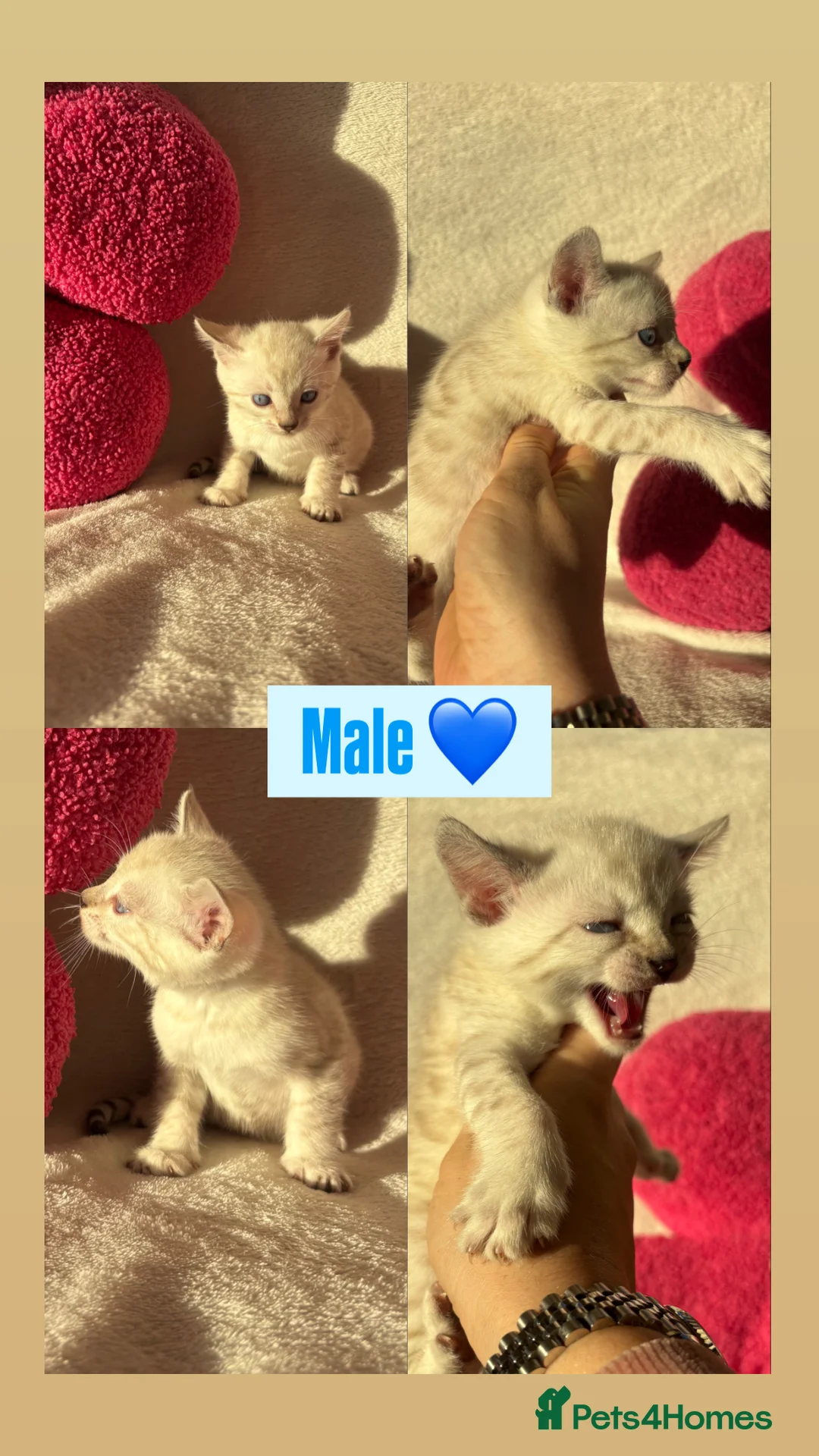 Bengal cats for sale: True to type bengal kittens - Advert 10