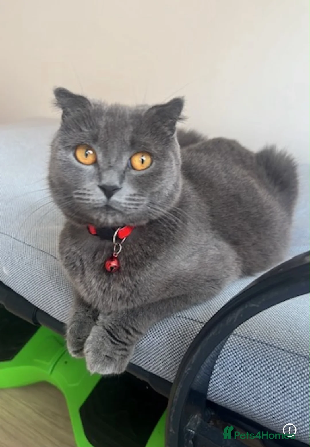 Scottish Fold cats for sale: Scottish fold mix male kitten - Advert 2