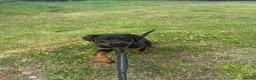 Rottweiler dogs for sale: Female Rottweiler  in Saltburn-by-the-Sea - Advert 4