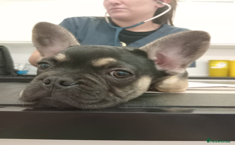 French Bulldog dogs - Advert 1