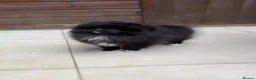 Pomeranian dogs for sale: Black Pomeranian puppy girl  - Advert 6