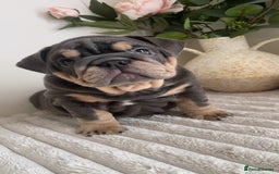 English Bulldog dogs for sale: Top quality English bulldog puppies  - Image 13