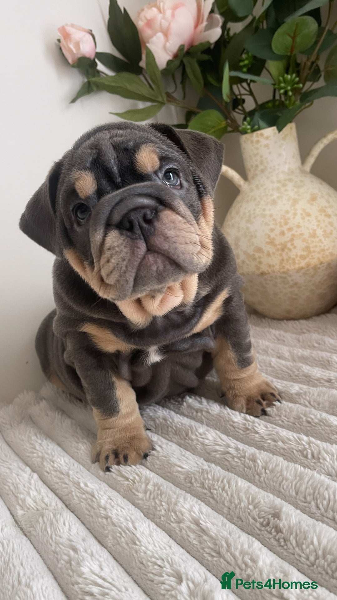 English Bulldog dogs for sale: Top quality English bulldog puppies  - Image 13