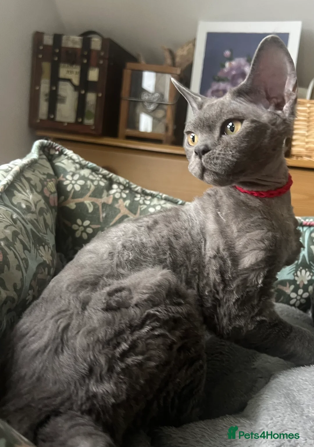 Devon Rex cats for sale: Devon Rex kittens  - Advert 28
